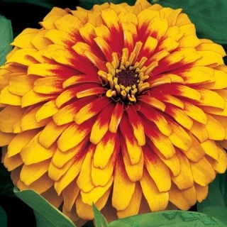 Цинния Свизл Скарлет энд Еллоу [250 шт] - ООО «Семена Тут»