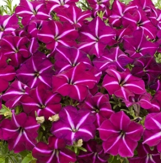 Петуния мультифлора Джоконда Парпл энд Вайт [100 драже] - ООО «Семена Тут»