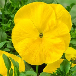Виола крупноцветковая Селло Еллоу [1000 шт]* - ООО «Семена Тут»