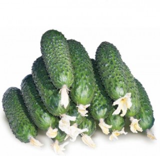 img-1: Огурец СВ 4097 ЦВ F1 - ООО «Семена Тут»