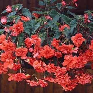 Бегония клубневая Сан Дансер Салмон [1000 драже] - ООО «Семена Тут»