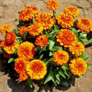 Цинния Тополино Бронз  [250 шт] - ООО «Семена Тут»