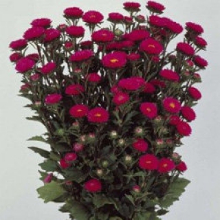 Астра Мацумото Роуз [2500 шт] - ООО «Семена Тут»