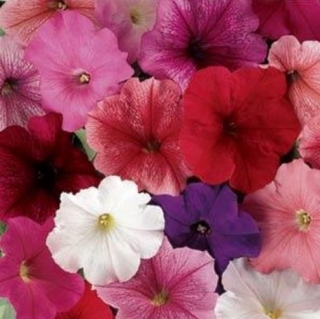 img-1: Петуния мультифлора Мираж Микс [100 драже] - ООО «Семена Тут»