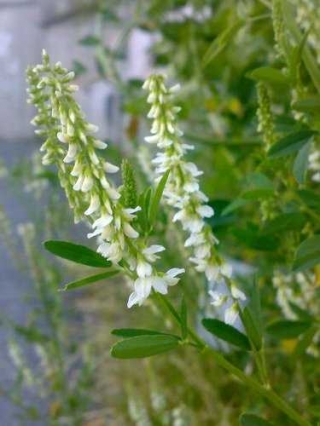 Донник белый Средневолжский (1 уп. - 100 гр) - ООО «Семена Тут»