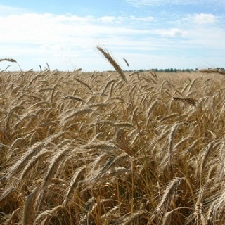 Рожь озимая (1 уп - 0,1 кг) - ООО «Семена Тут»