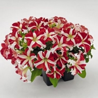 Петуния грандифлора Саксесс 360° Ред Стар [1000 драже] - ООО «Семена Тут»