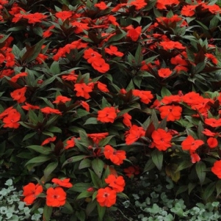 Бальзамин новогвинейский Дивайн Оранж [100 шт] - ООО «Семена Тут»