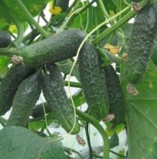 img-0: Огурец Кадриль F1 - ООО «Семена Тут»