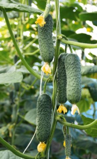 img-1: Огурец Сотник F1 - ООО «Семена Тут»