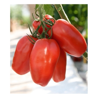 img-0: Томат Гусарский F1 - ООО «Семена Тут»