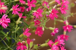 img-1: Смолевка Розалин F1 [1000 шт] - ООО «Семена Тут»