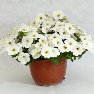 Петуния гибридная Пендолино Еллоу Центр [1100 драже] - ООО «Семена Тут»