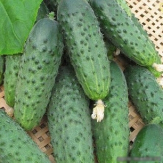 img-0: Огурец Максимус F1 - ООО «Семена Тут»