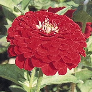 Цинния Гиганты Бенари Дип Ред [500 шт] - ООО «Семена Тут»