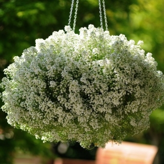 img-0: Алиссум Гига Вайт [1000 м/драже] - ООО «Семена Тут»