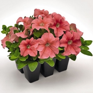 Петуния грандифлора Саксесс 360° Салмон Вейн [1000 драже] - ООО «Семена Тут»