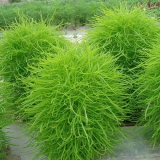 img-0: Кохия волосистая [5 х 1 гр] - ООО «Семена Тут»