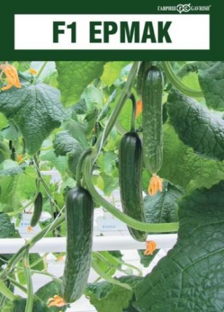 img-1: Огурец Ермак F1 - ООО «Семена Тут»