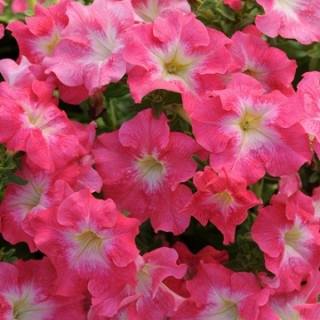 Петуния грандифлора Дримс Корал Морн [100 драже] - ООО «Семена Тут»