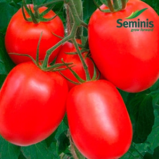 Томат Монти F1 - ООО «Семена Тут»