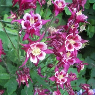 Аквилегия гибридная Малиновая звезда - ООО «Семена Тут»