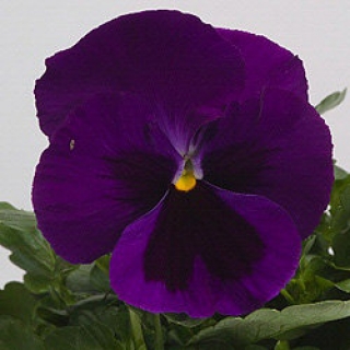 Виола крупноцветковая Пауэр Парпл виз Блотч [100 шт] - ООО «Семена Тут»