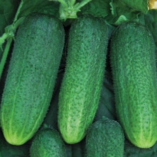 img-0: Огурец Атос F1 (инкруст.семена) - ООО «Семена Тут»