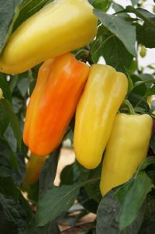 img-1: Перец Флексум F1 - ООО «Семена Тут»