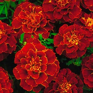 Бархатцы отклоненные махровые Скарлет София - ООО «Семена Тут»
