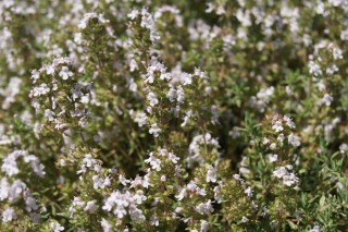 img-1: Тимьян Оранжело [500 шт] - ООО «Семена Тут»