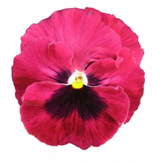 Виола крупноцветковая Пауэр Роуз виз Блотч [100 шт] - ООО «Семена Тут»