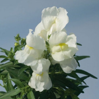 Львиный зев Снэппи Вайт [1000 шт] - ООО «Семена Тут»