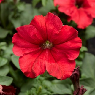 Петуния грандифлора Тритуния Ред [1000 драже]* - ООО «Семена Тут»