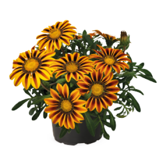 img-0: Газания Зени F1 Оранж Флейм [1000 шт] - ООО «Семена Тут»