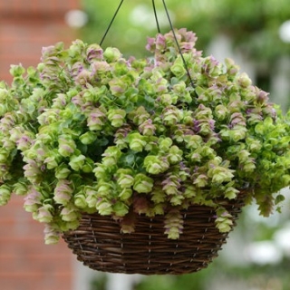 Орегано декоративное Киригами [500 шт] - ООО «Семена Тут»