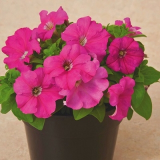 Петуния грандифлора Дувет Пинк [100 драже] - ООО «Семена Тут»