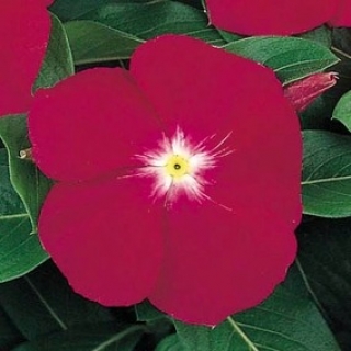 Катарантус Виктори Кармин [100 шт] - ООО «Семена Тут»