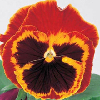 Виола крупноцветковая Пауэр Файр [100 шт] - ООО «Семена Тут»