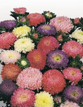 img-1: Астра Матадор Микс [1000 шт] - ООО «Семена Тут»