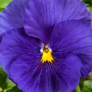 img-0: Виола крупноцветковая Селло Мид Блю [1000 шт] - ООО «Семена Тут»