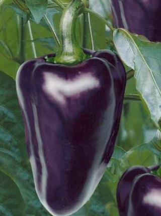 img-1: Перец Маврас F1 - ООО «Семена Тут»