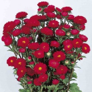 Астра Мацумото Скарлет [2500 шт] - ООО «Семена Тут»