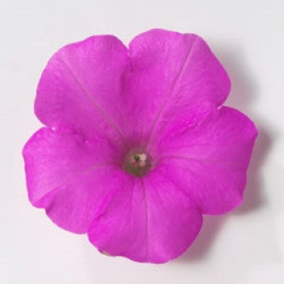 img-1: Петуния ампельная Эксплорер Лавандер [1000 драже] - ООО «Семена Тут»