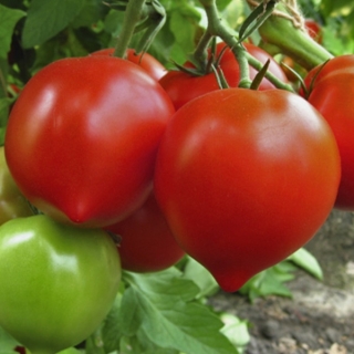img-0: Томат Дороти F1* - ООО «Семена Тут»