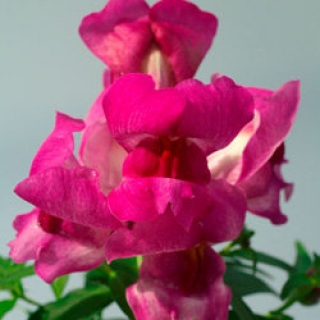 Львиный зев Снэппи Лавендер Биколор [1000 шт] - ООО «Семена Тут»