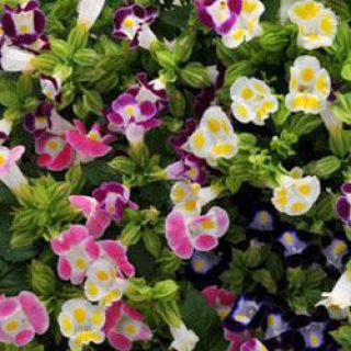 Торения Каваи Микс [1000 драже] - ООО «Семена Тут»