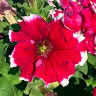 img-0: Петуния грандифлора Кан Кан Пикоти Черри Роуз [1000 драже] - ООО «Семена Тут»