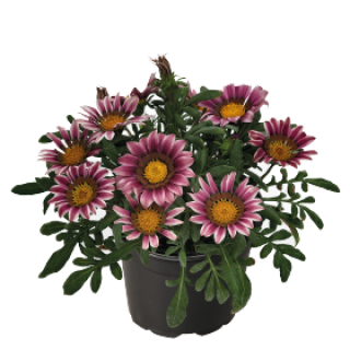 img-0: Газания Зени F1 Пинк [100 шт] - ООО «Семена Тут»