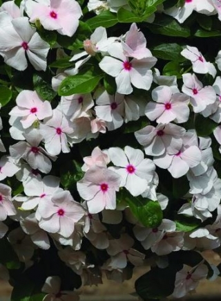 img-1: Катарантус ампельный Кора Каскад Пич Блаш [100 шт] - ООО «Семена Тут»